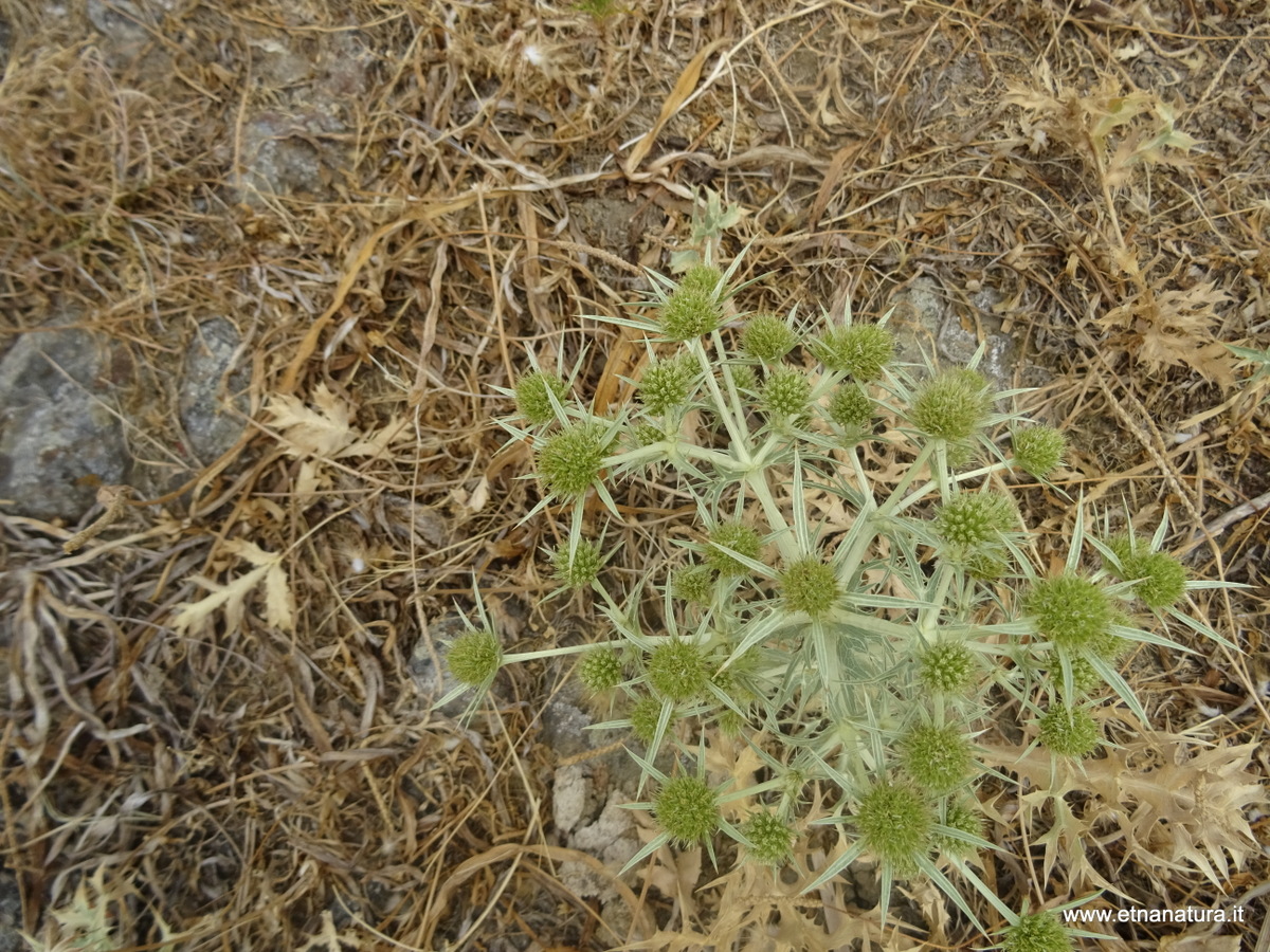 Eryngium campestre