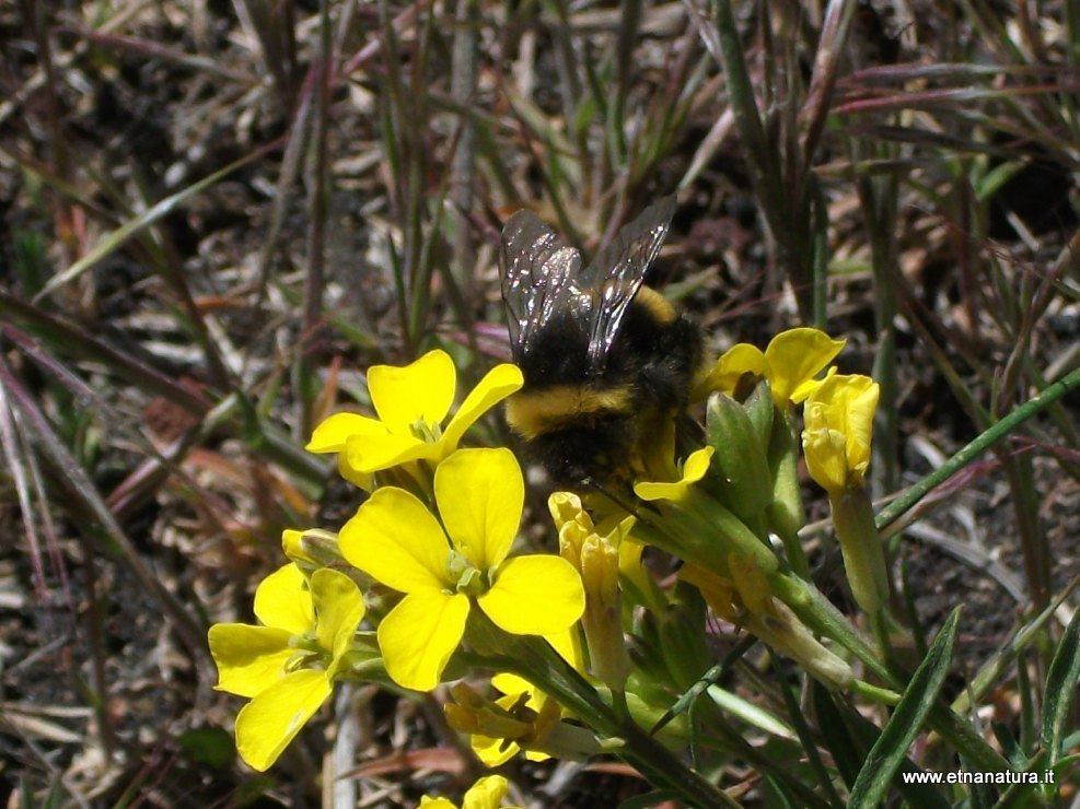 Erysimum aetnense