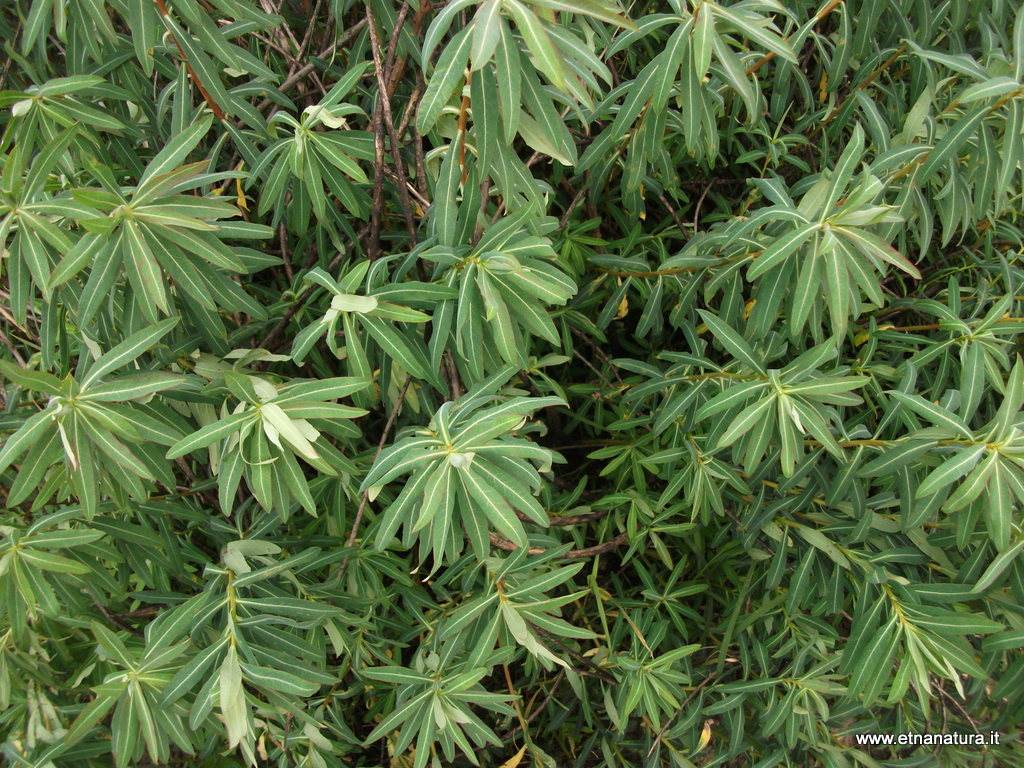 Euphorbia ceratocarpa