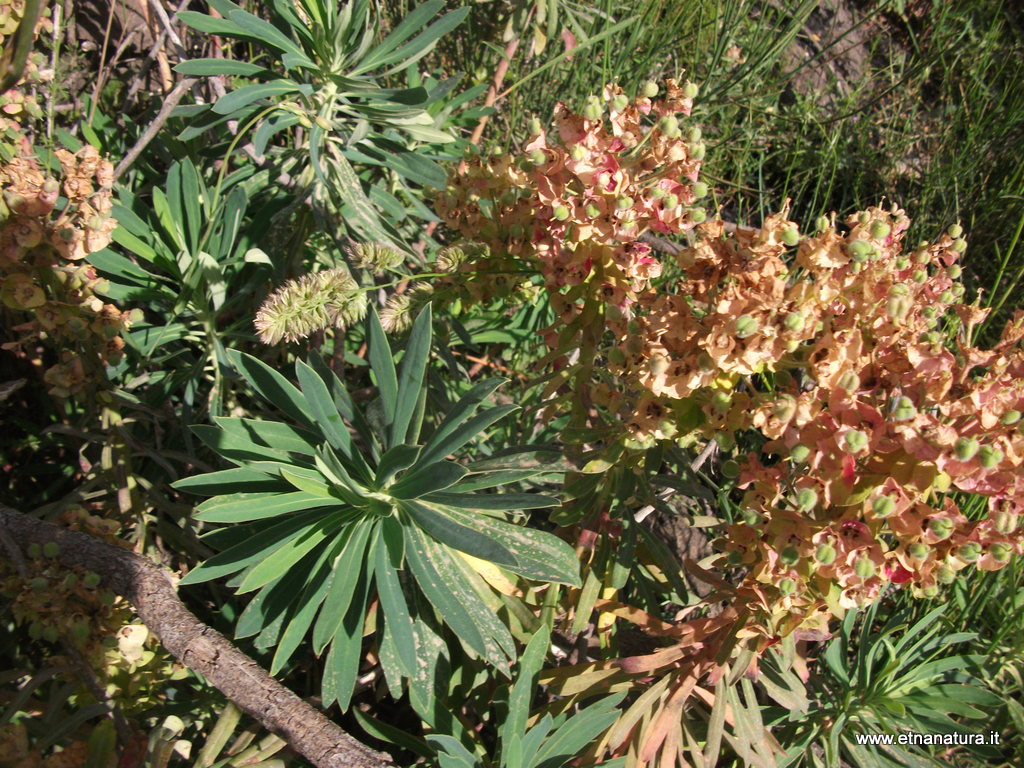 Euphorbia characias