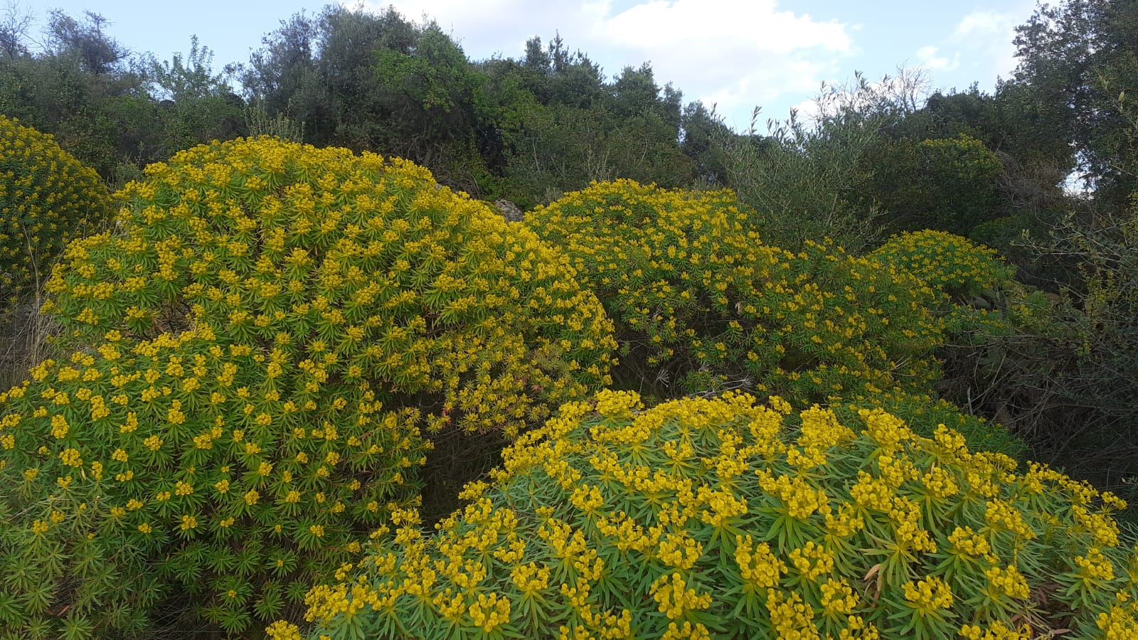 Euphorbia dendroides