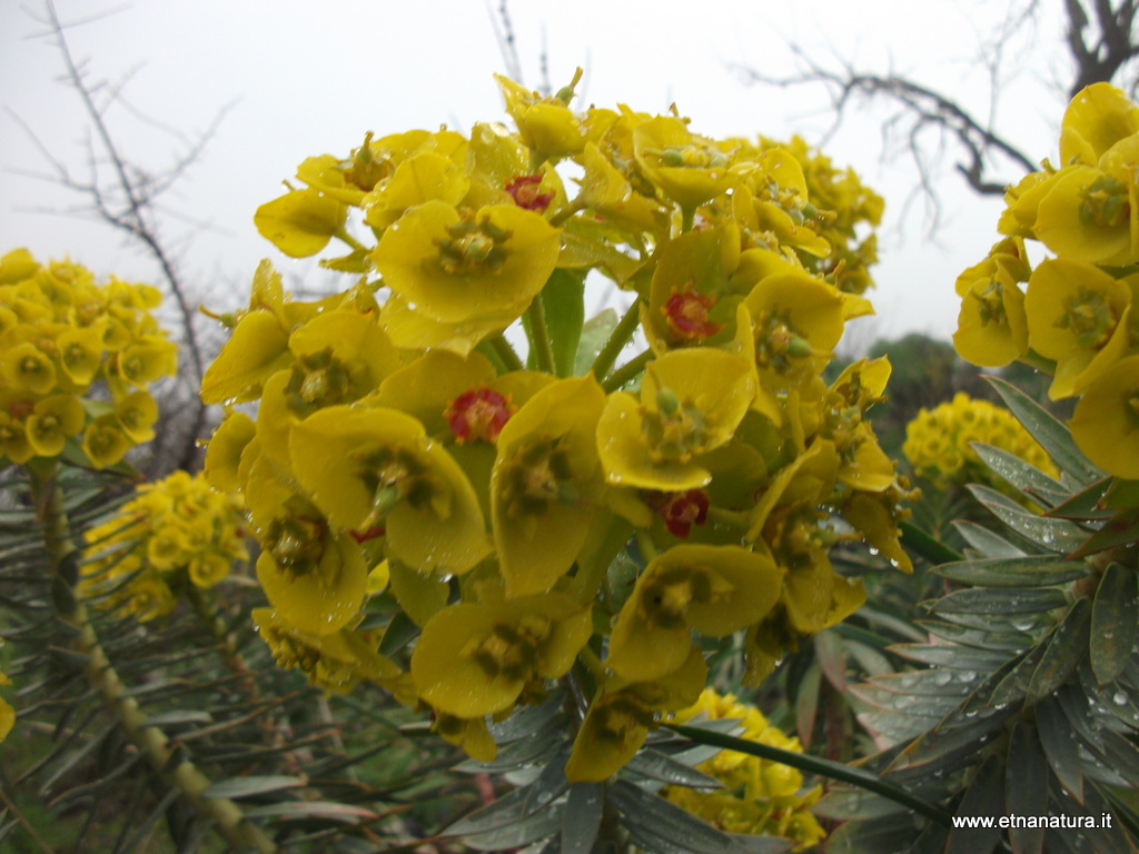 Euphorbia rigida