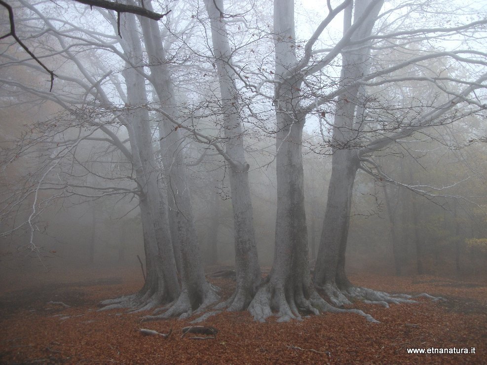 Fagus sylvatica