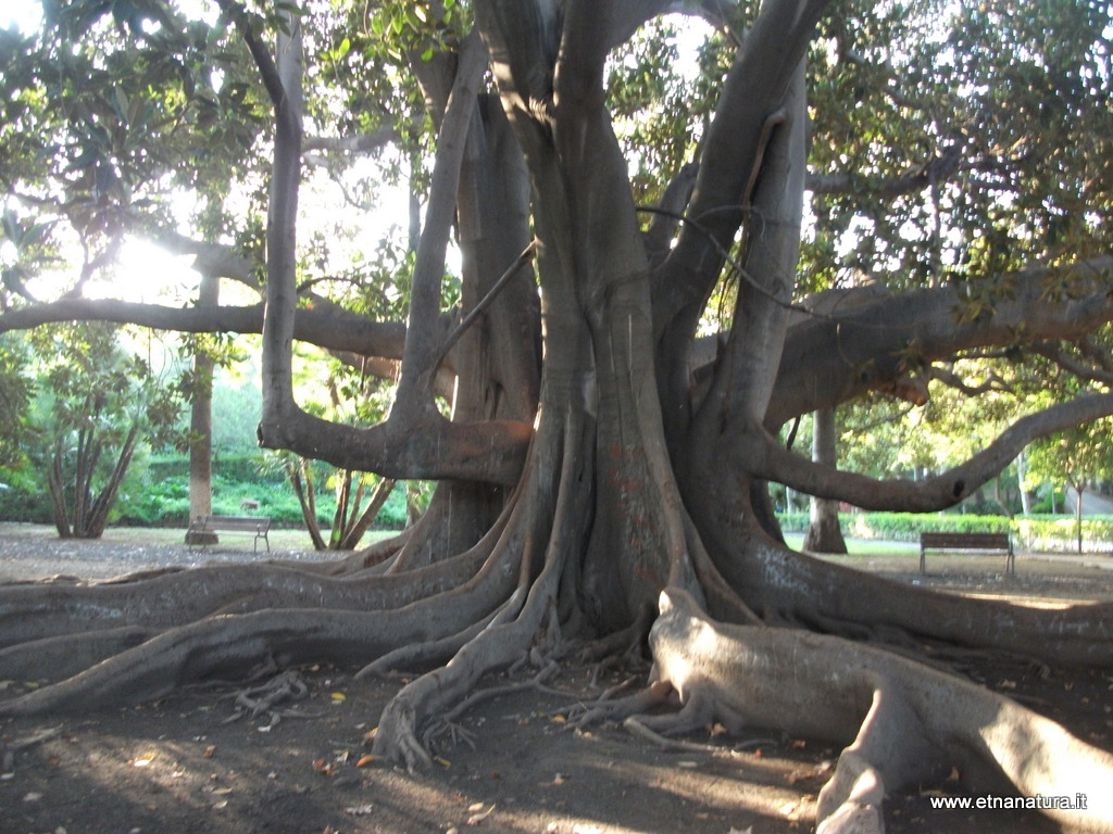 Ficus macrophylla