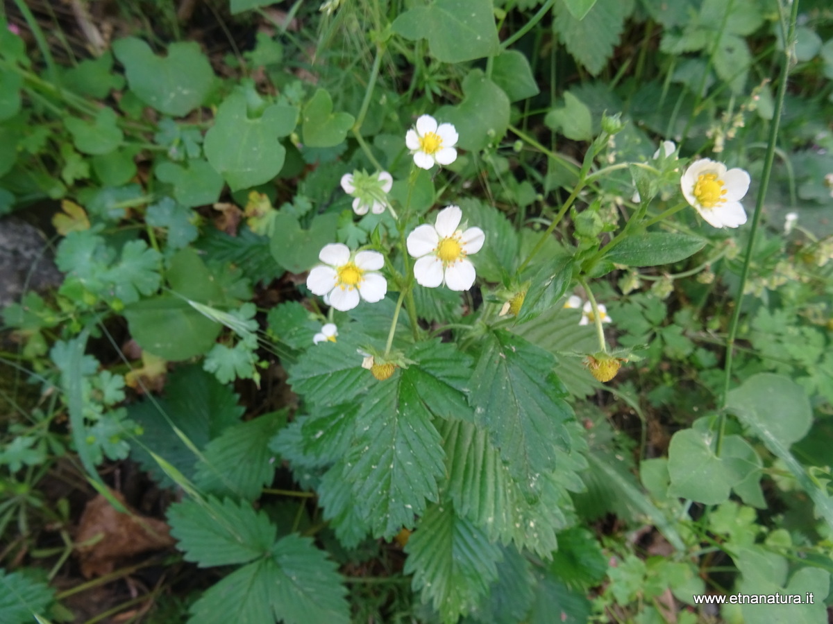 Fragaria vesca