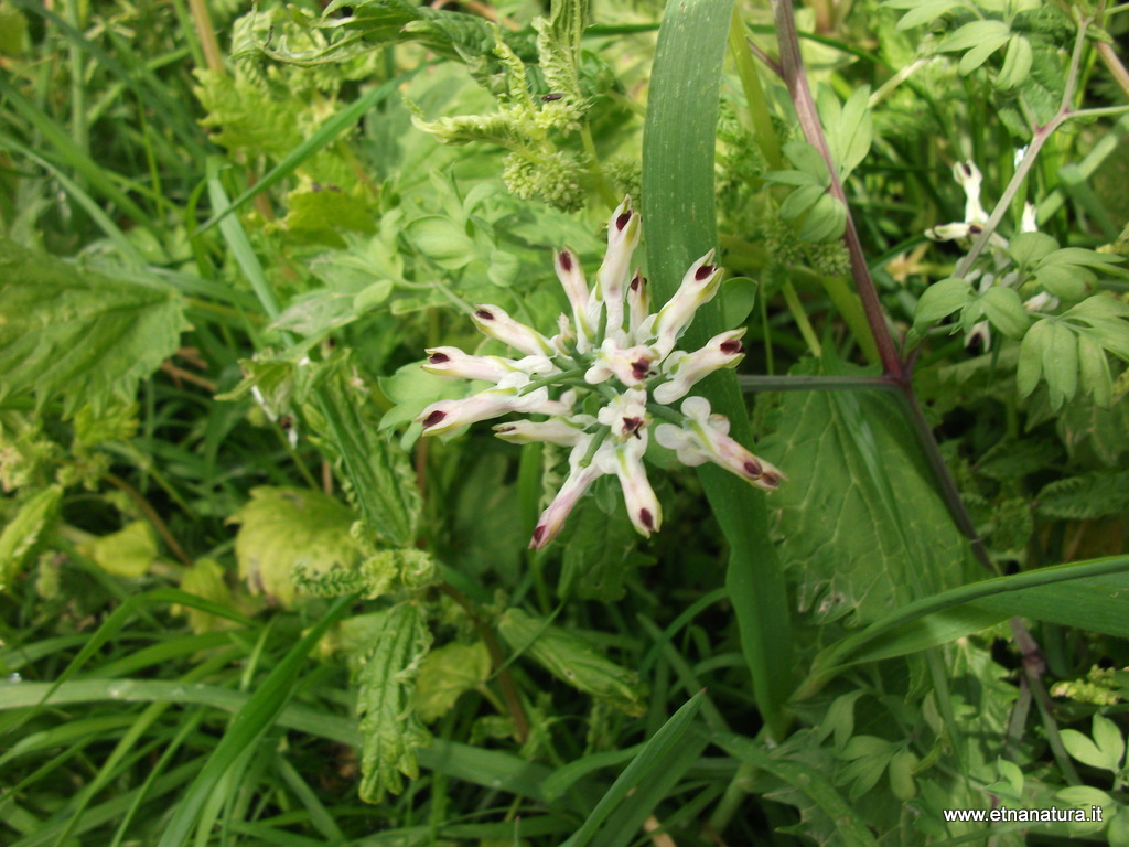 Fumaria capreolata