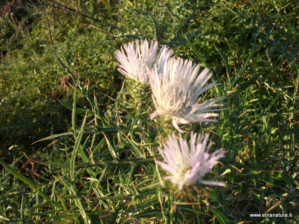 Galactites elegans