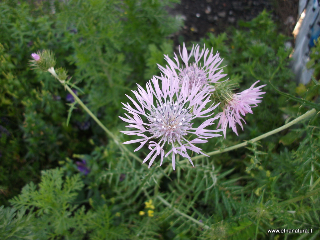 Galactites tomentosa