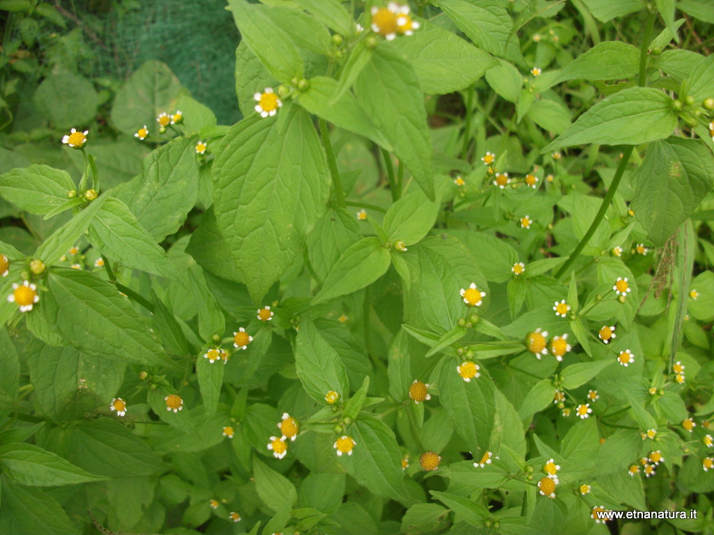 Galinsoga parviflora