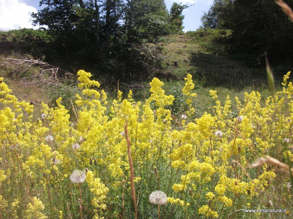 Galium verum