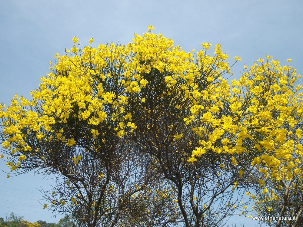 Genista aetnensis