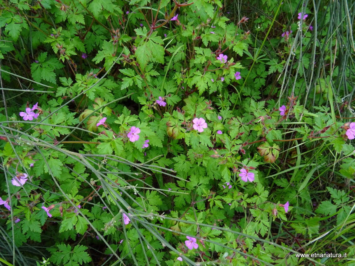 Geranium robertianum