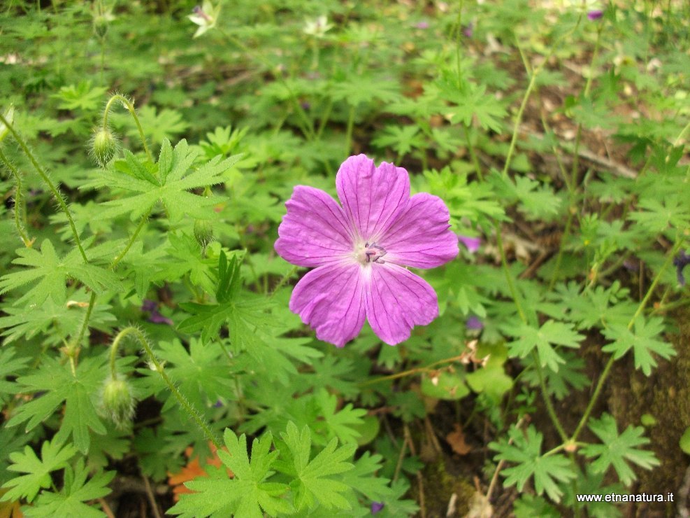 Geranium sanguineum