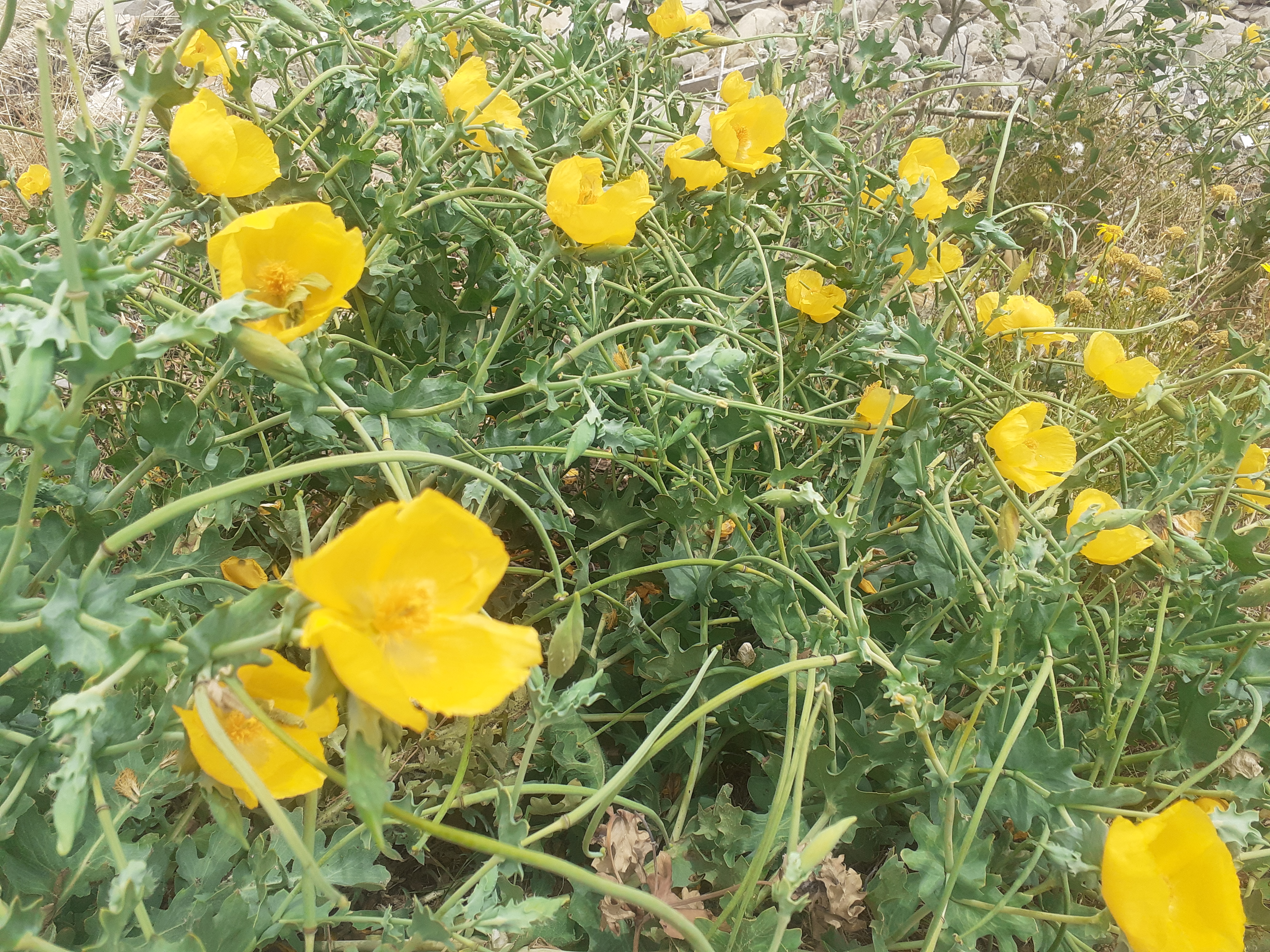 Glaucium flavum