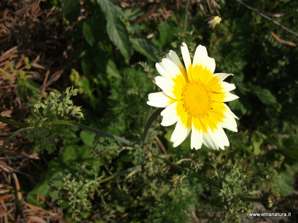 Glebionis coronaria