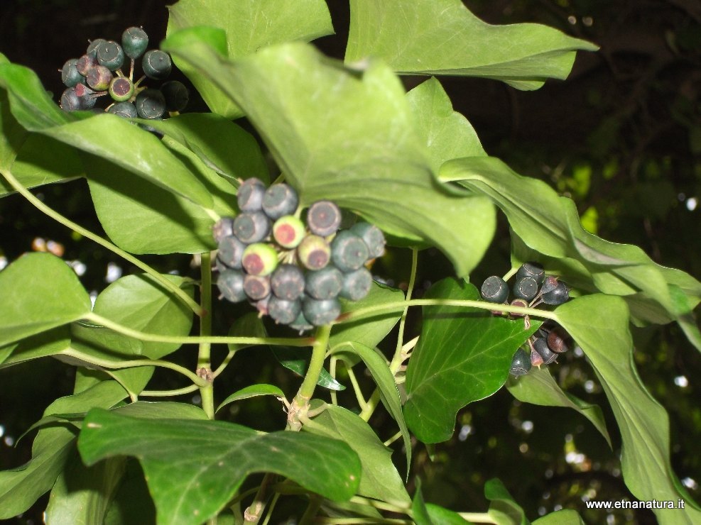 Hedera helix