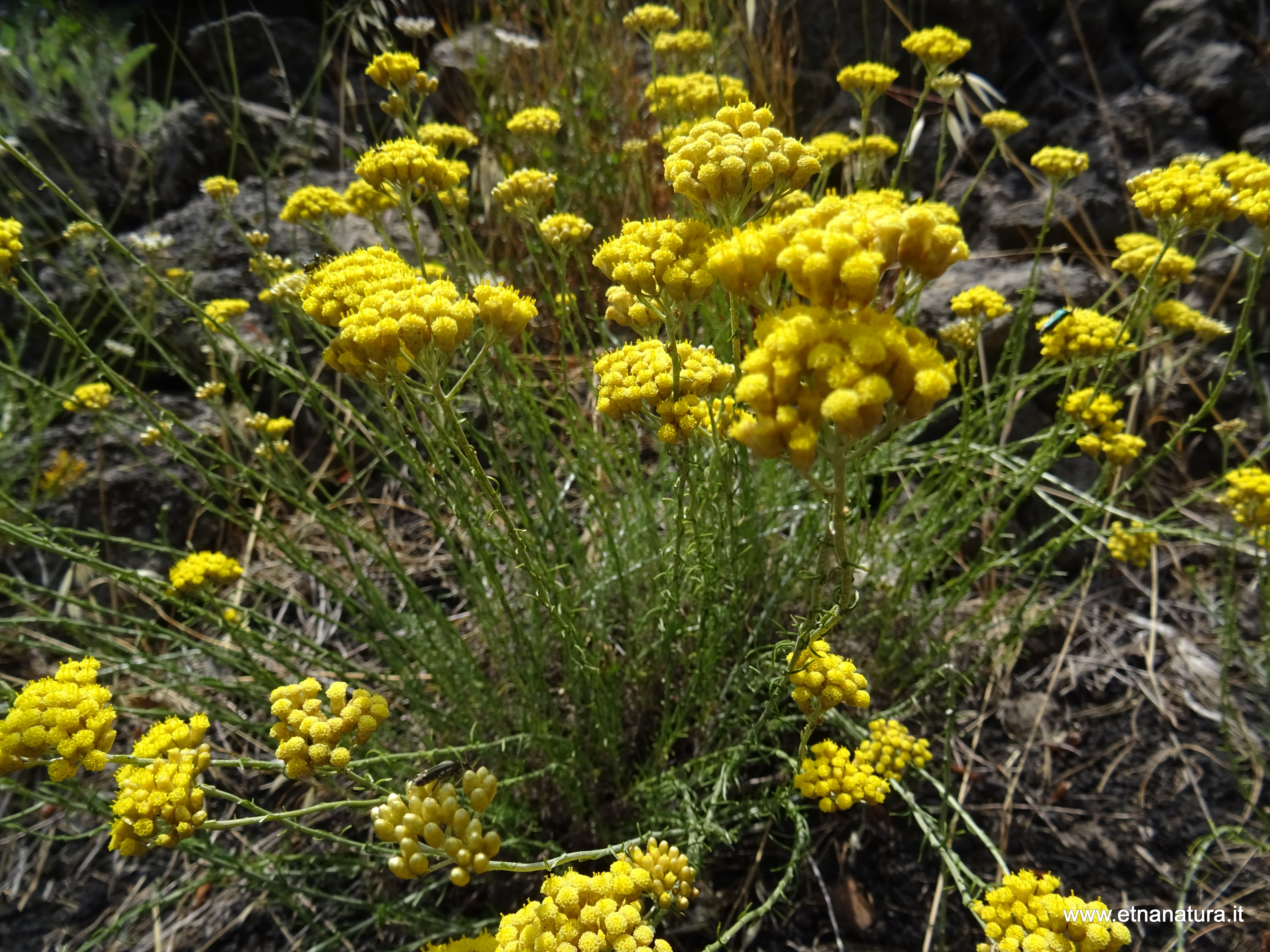 Helichrysum italicum