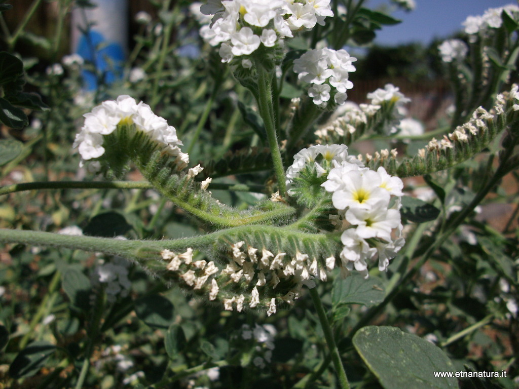 Heliotropium europaeum