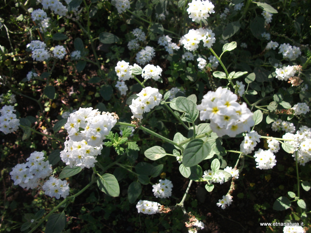 Heliotropium suaveolens