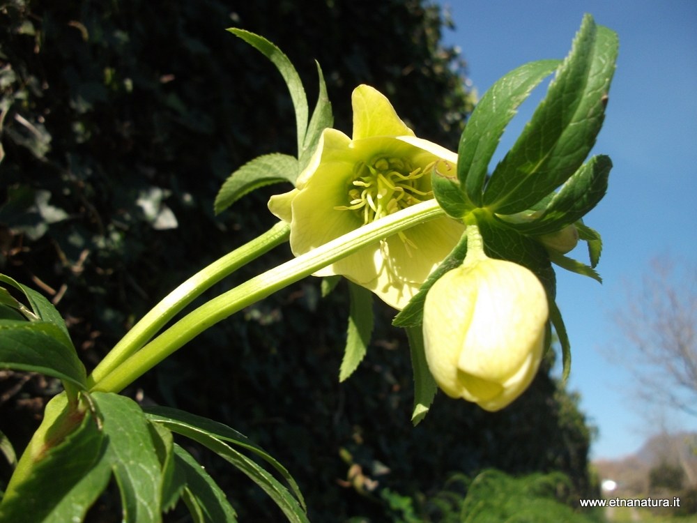 Helleborus bocconei