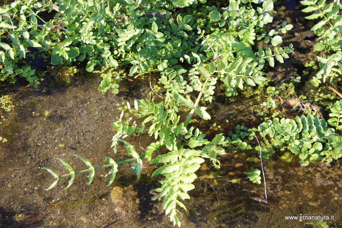 Helosciadium nodiflorum