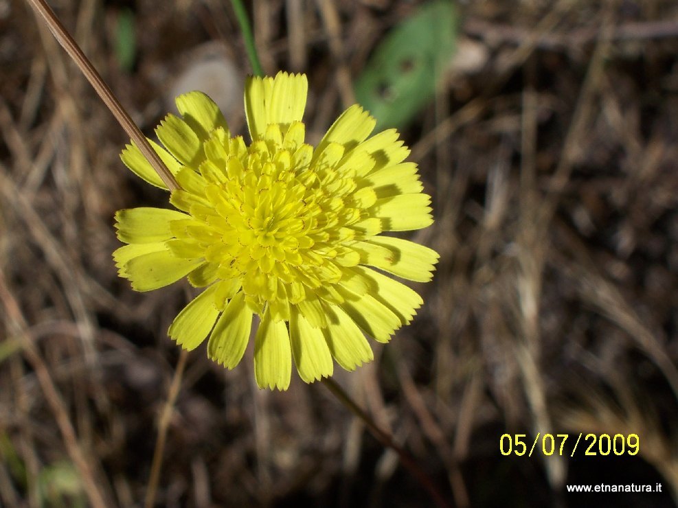 Hieracium pilosella