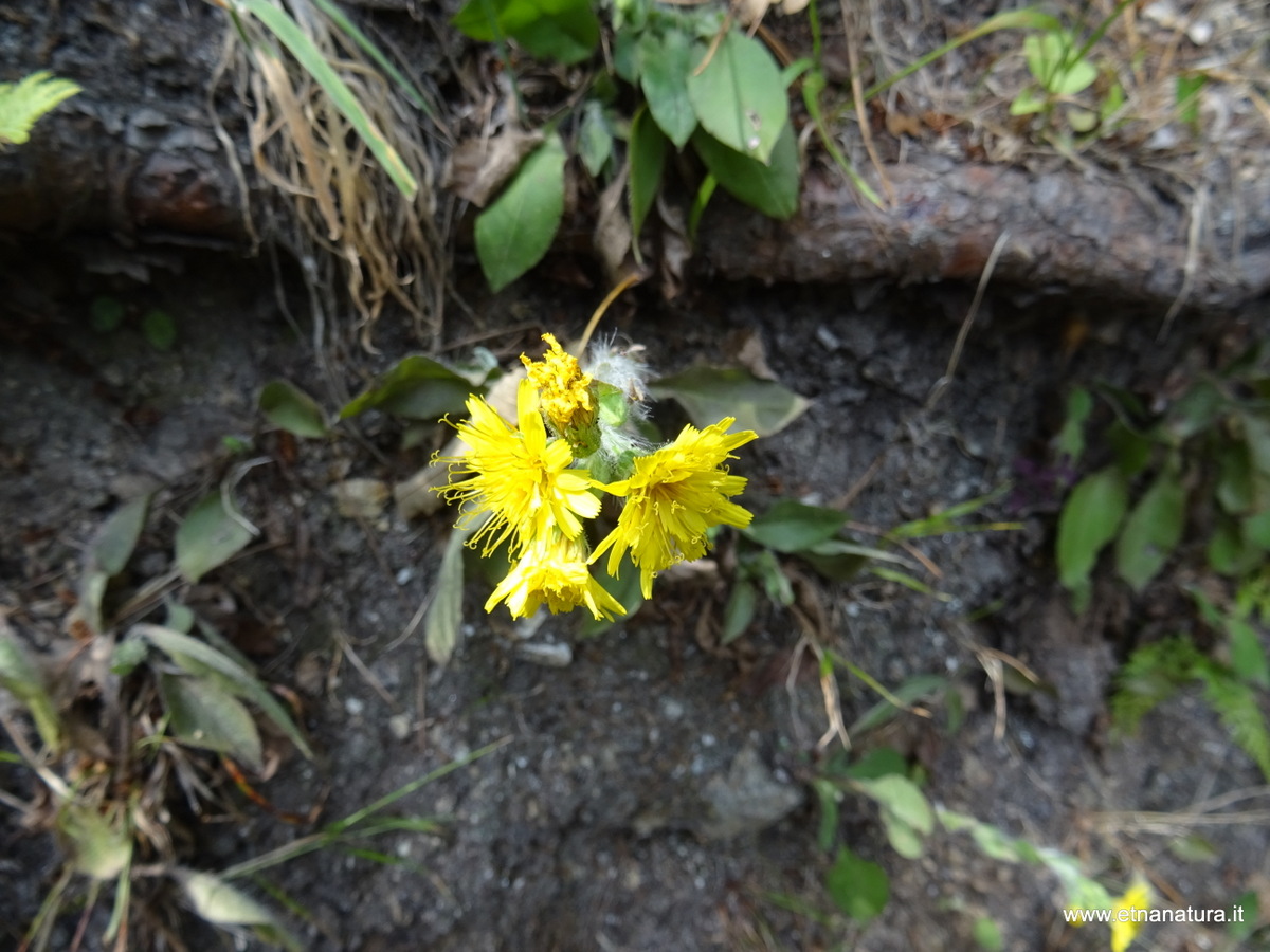 Hieracium racemosum