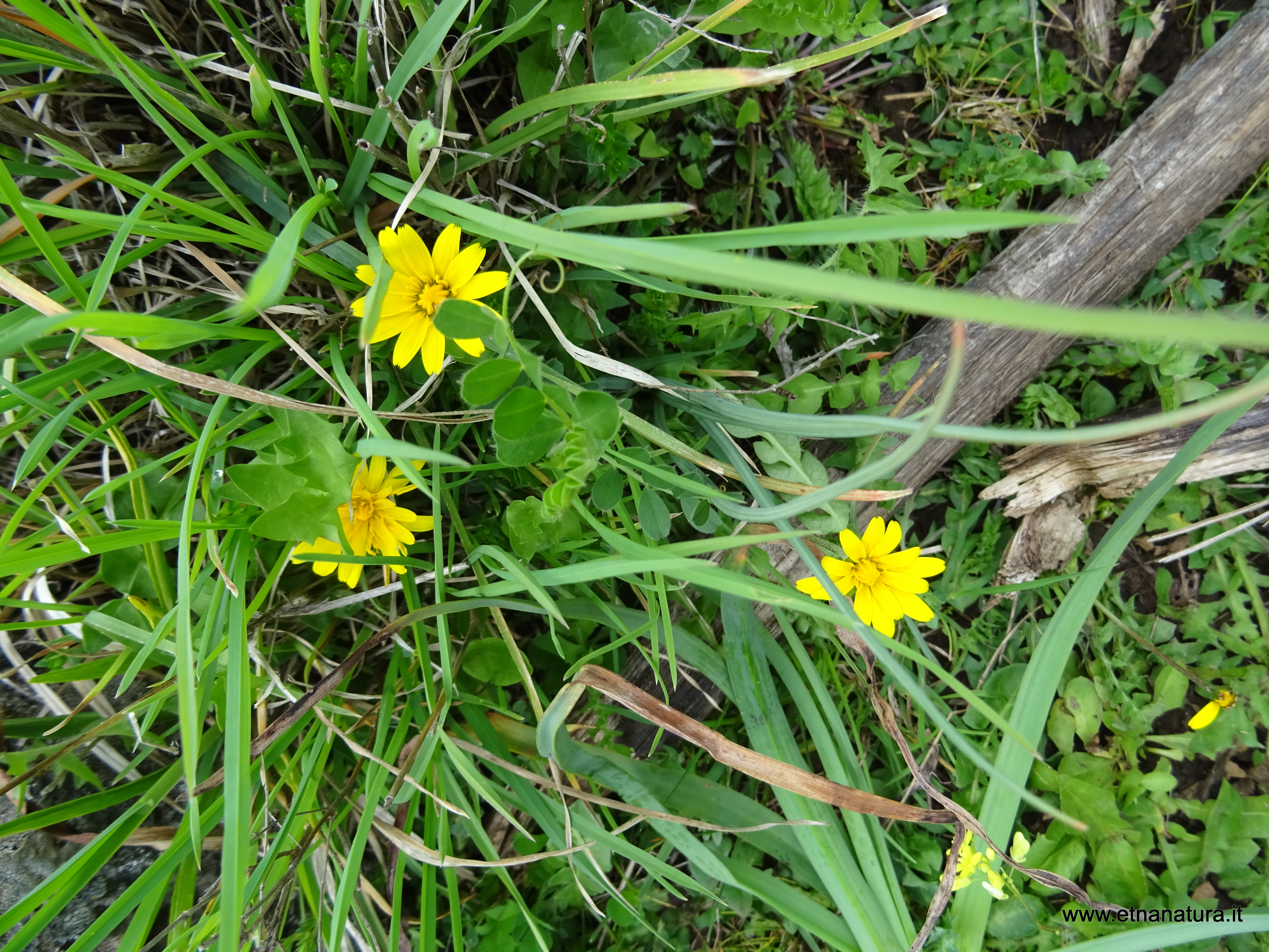 Hyoseris radiata