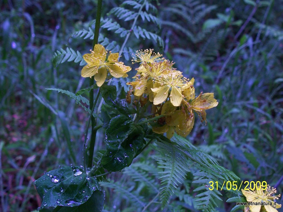 Hypericum perfoliatum