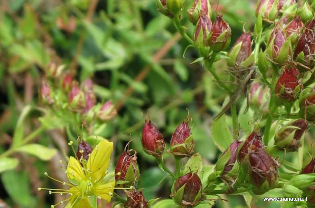 Hypericum tetrapterum