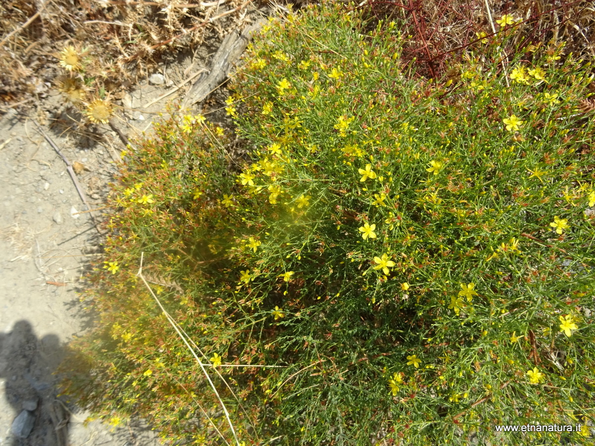 Hypericum triquetrifolium