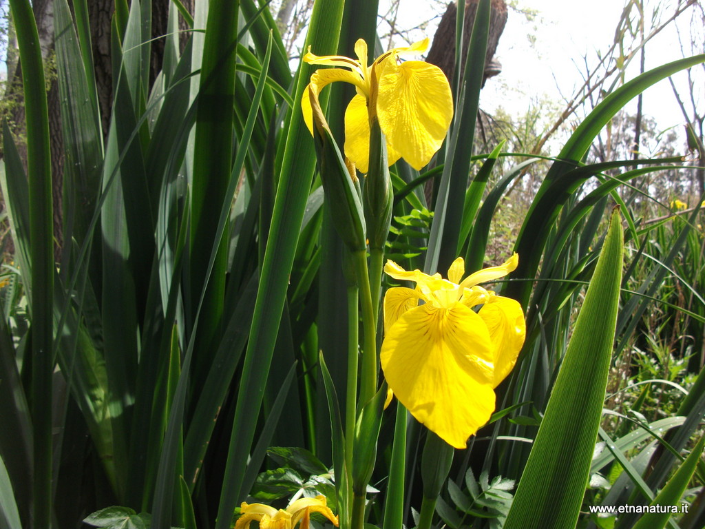 Iris pseudacorus