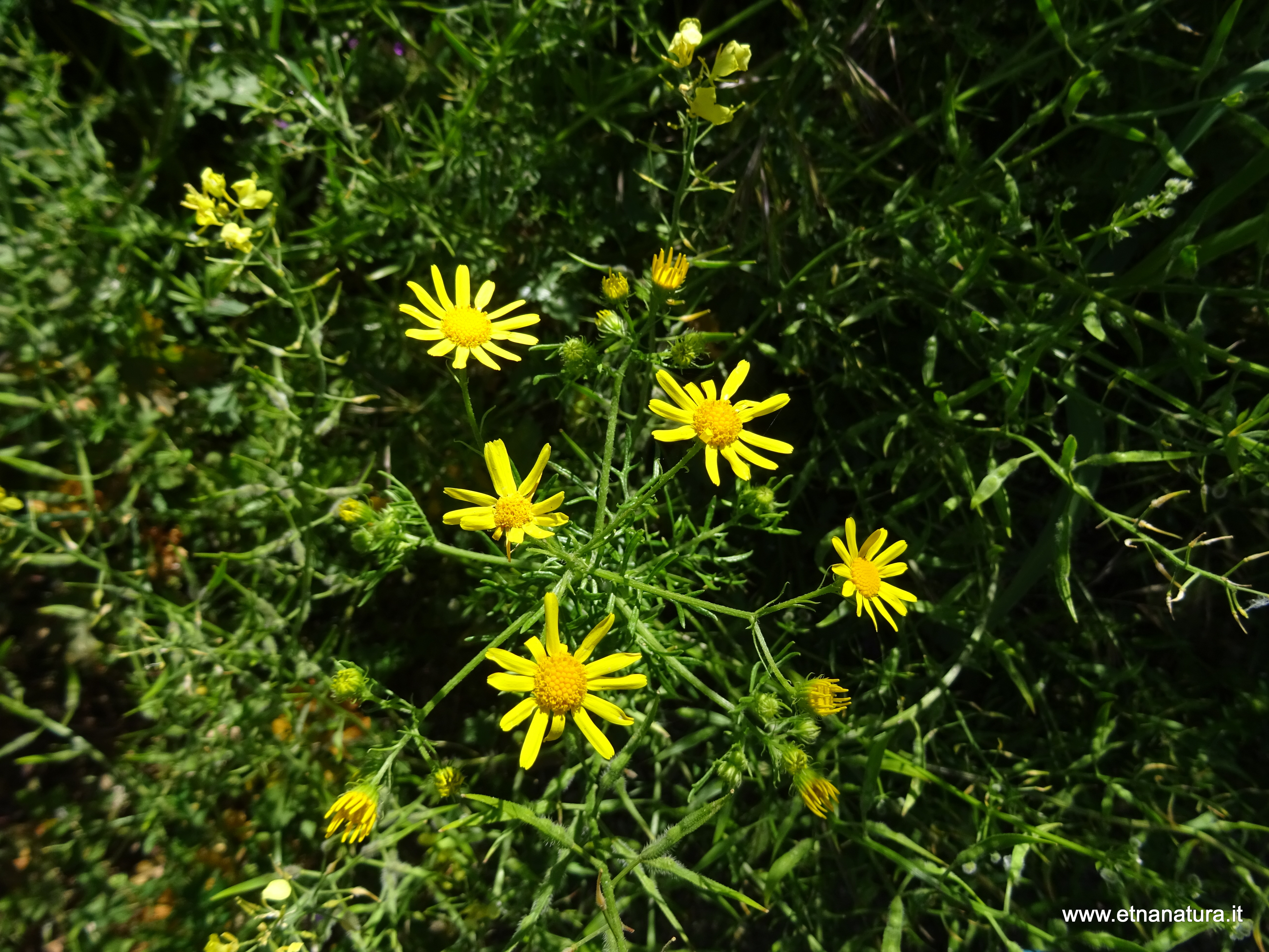 Jacobaea delphiniifolia