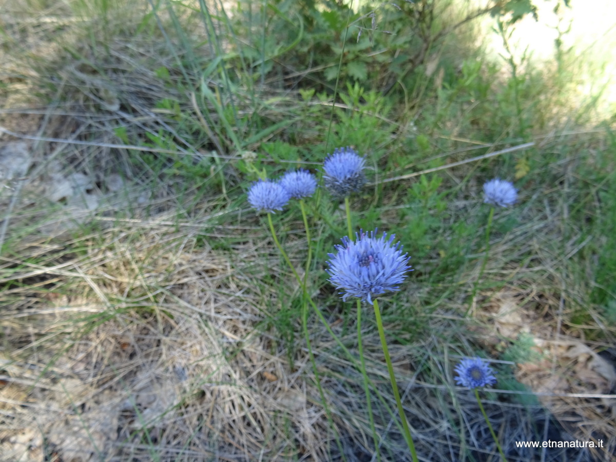 Jasione montana