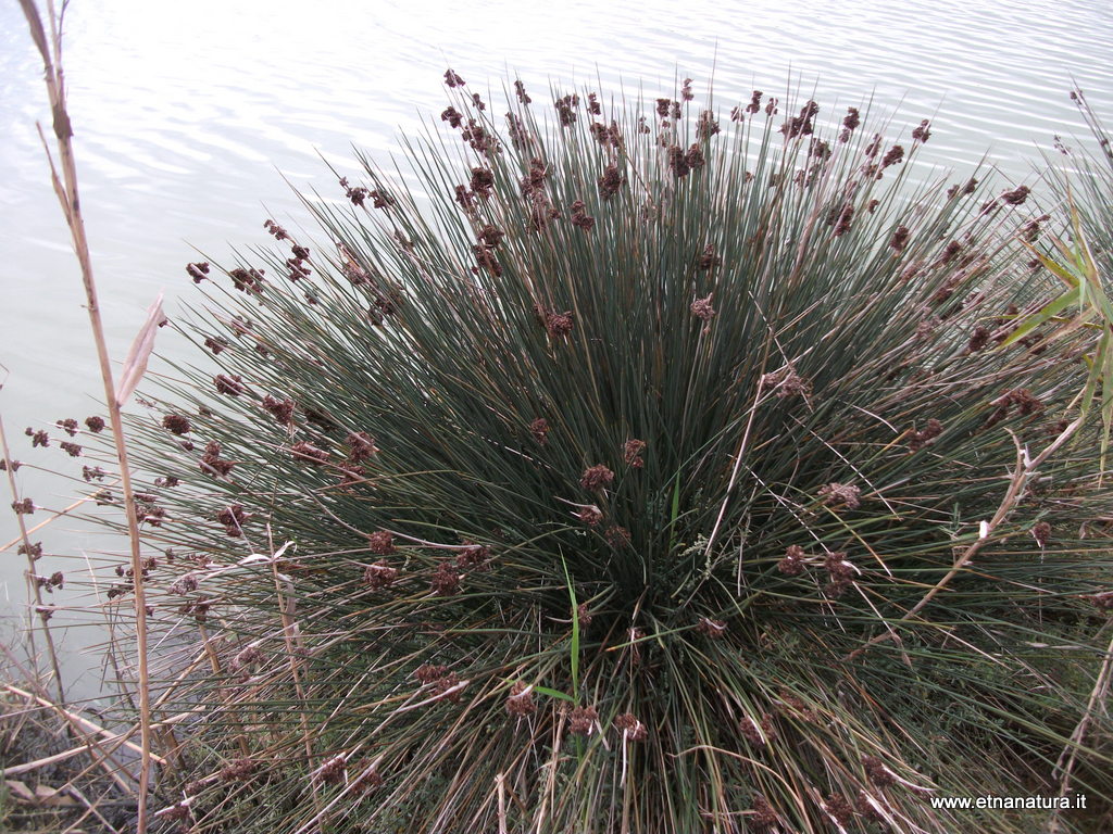 Juncus acutus