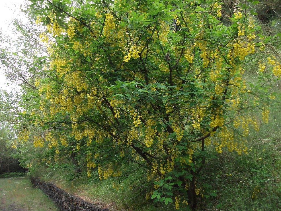 Laburnum anagyroides