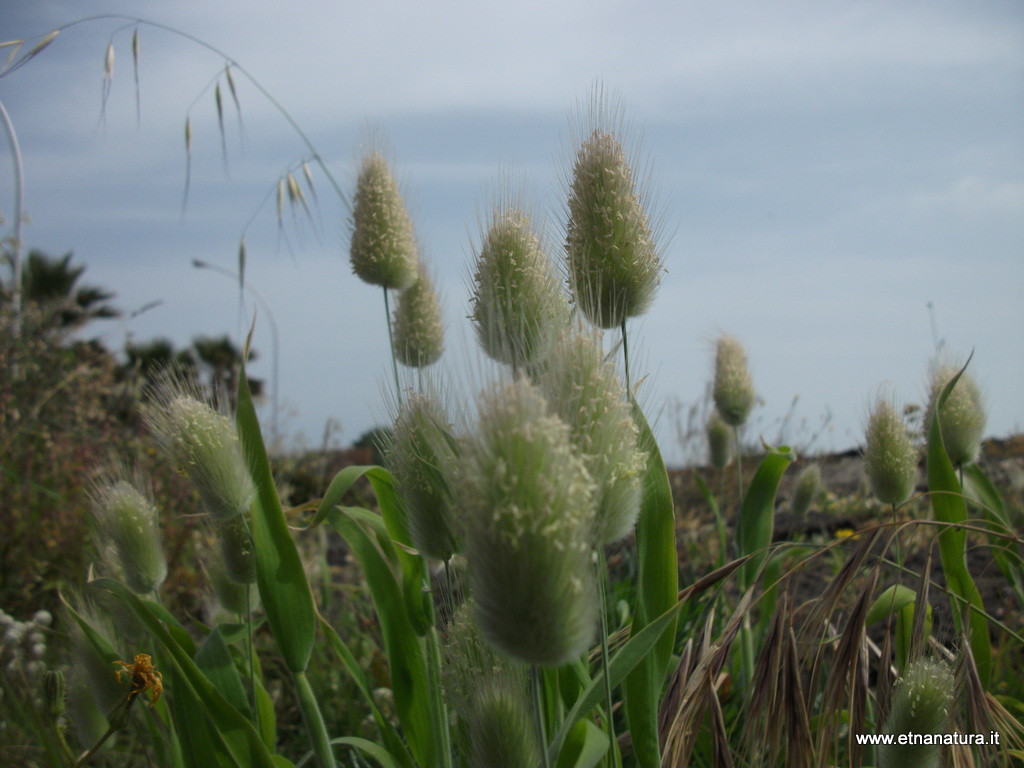 Lagurus ovatus