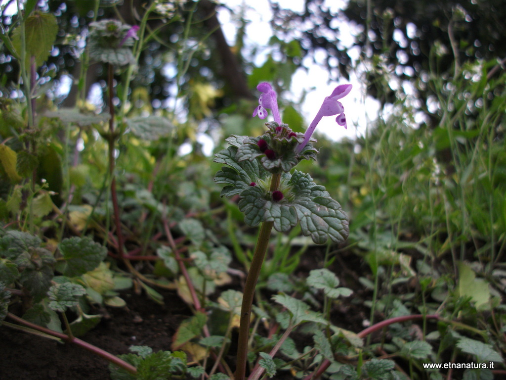 Lamium amplexicaule