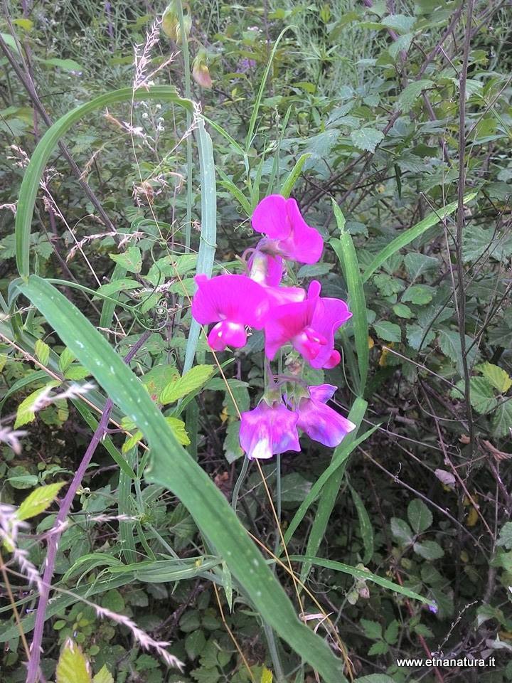 Lathyrus sylvestris