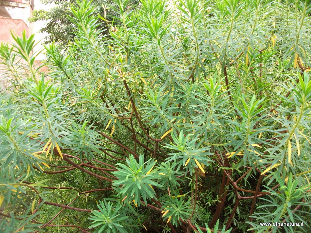 Lavandula stoechas