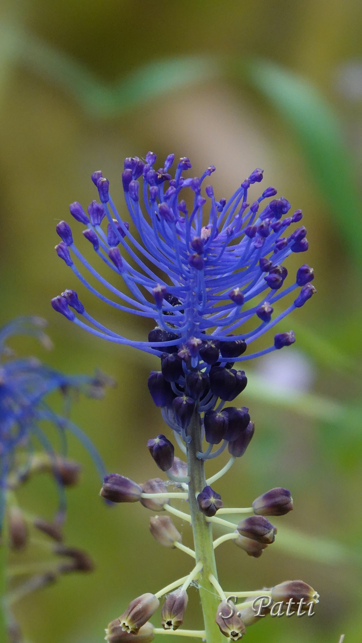 Leopoldia comosa