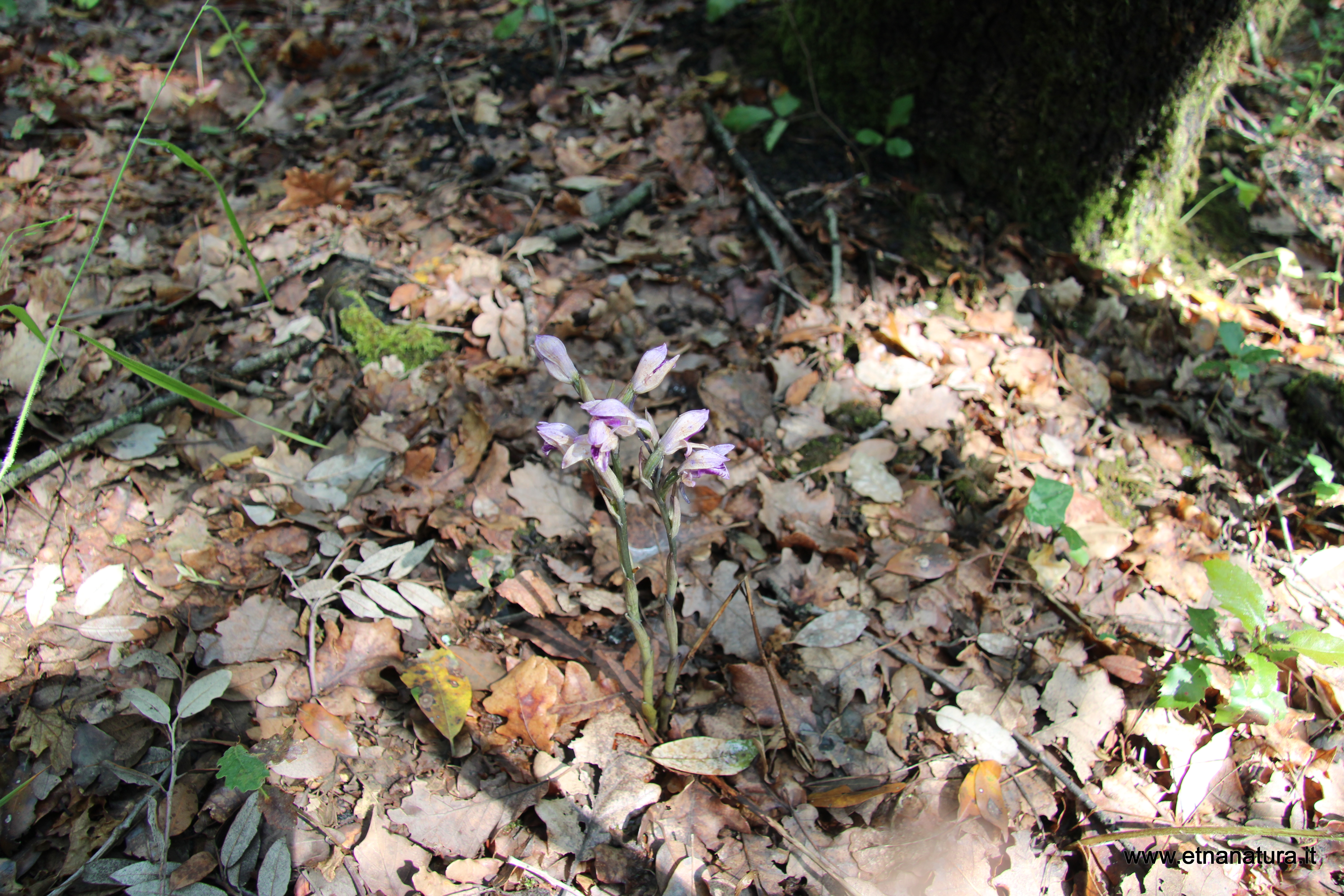 Limodorum trabutianum