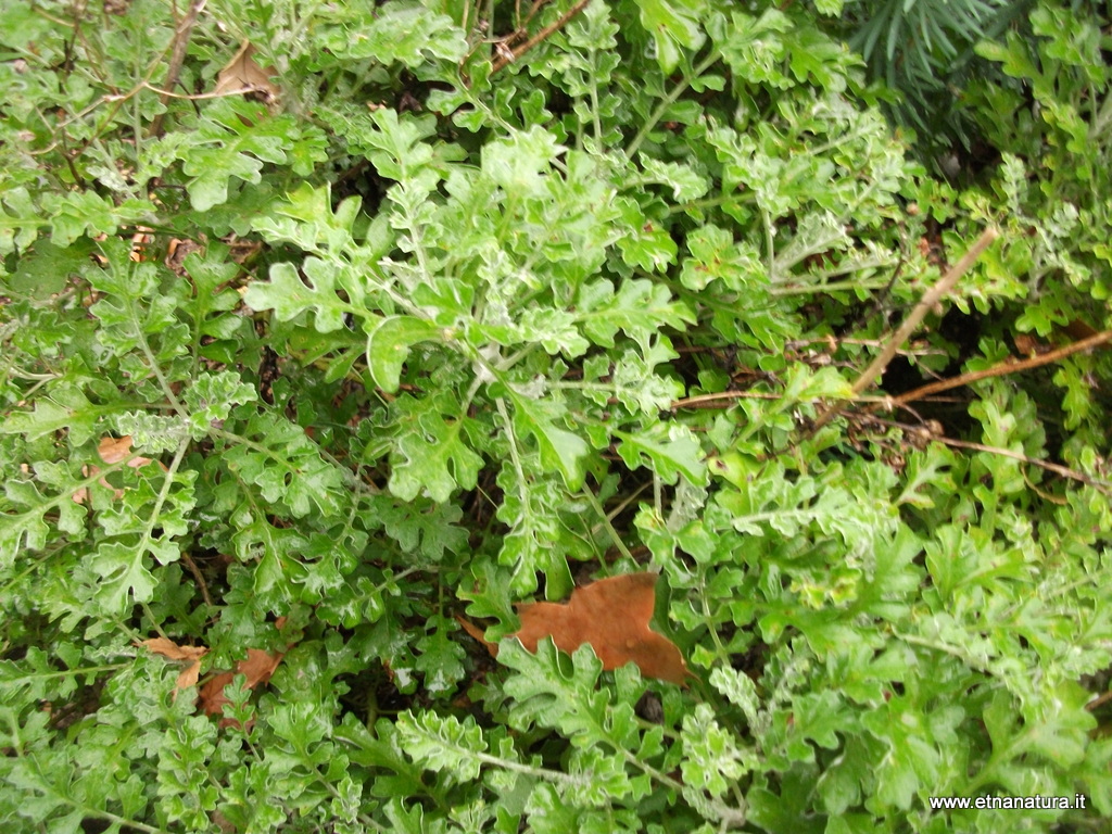 Limonium halophilum