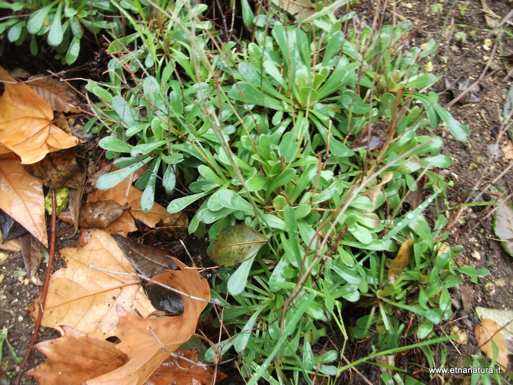 Limonium intermedium