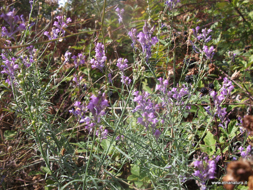 Linaria purpurea