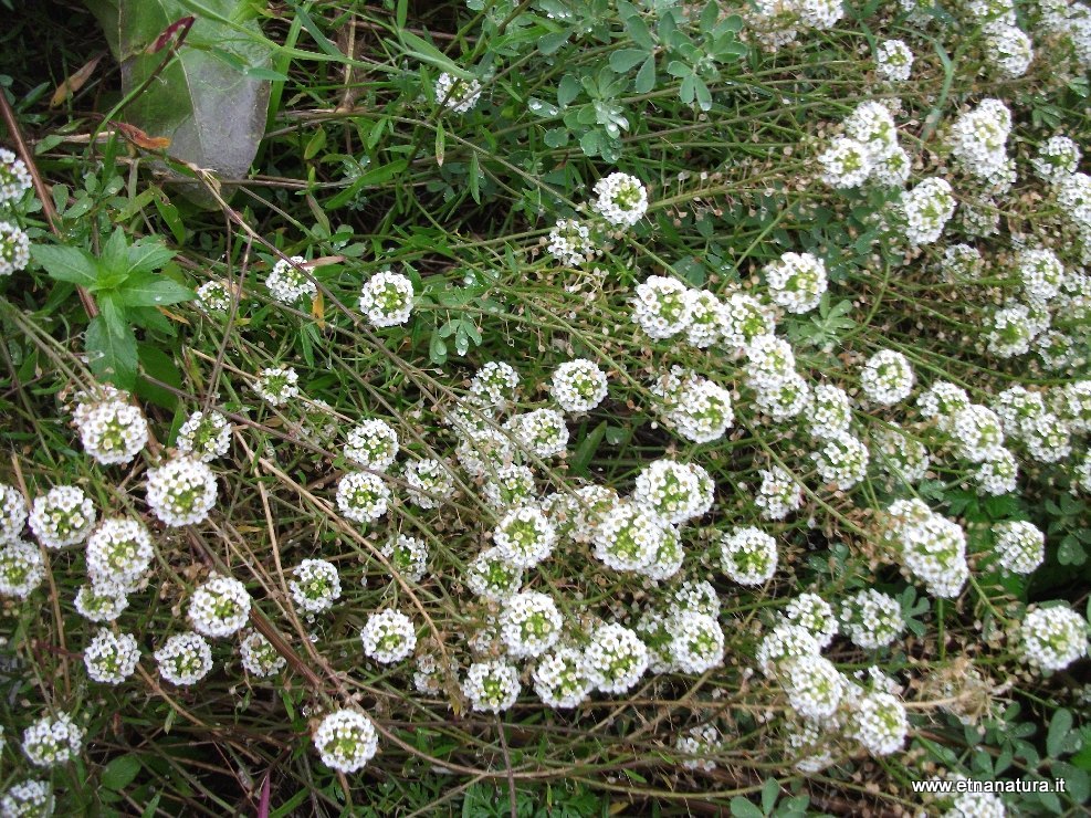 Lobularia maritima