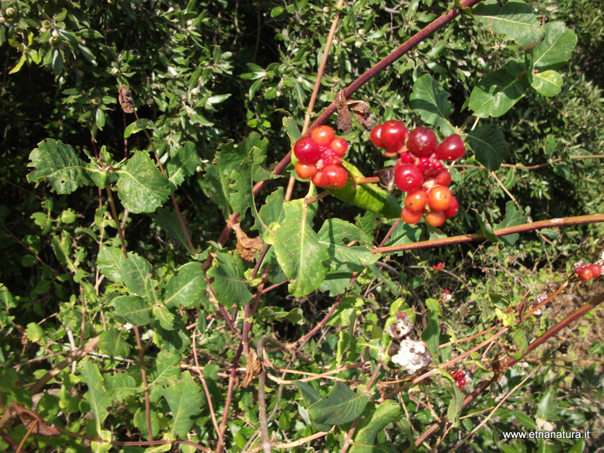 Lonicera etrusca Santi