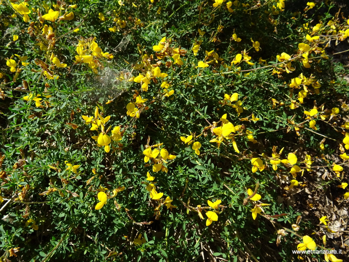 Lotus corniculatus