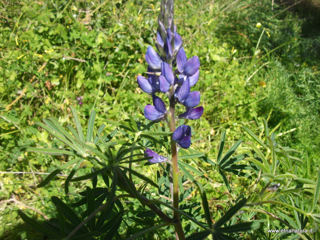 Lupinus angustifolius