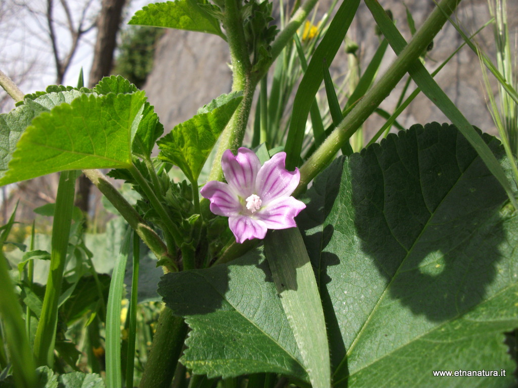 Malva multiflora